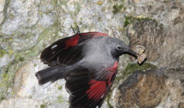 Wallcreeper (c) mikelane45 www.fotosearch.com Stock Photography