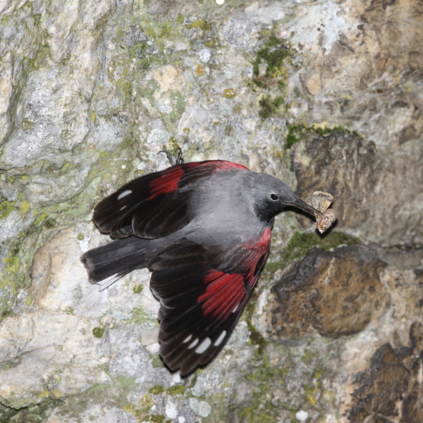 Wallcreeper (c) mikelane45 www.fotosearch.com Stock Photography