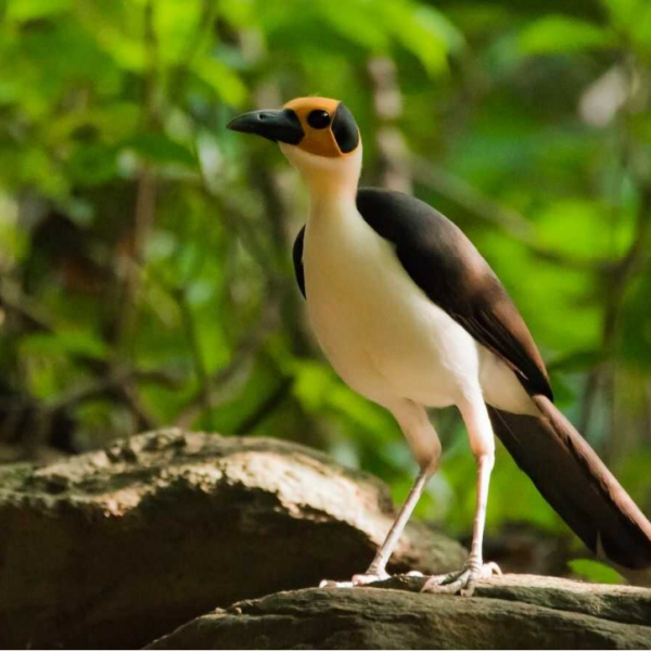 White-necked Rockfowl (c) Lucas Lombardo supplied by Ashanti African Tours